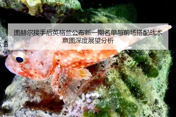 tu-he-er-jie-shou-hou-ying-ge-lan-gong-bu-xin-yi-qi-ming-dan-yu-qian-chang-da-pei-zhan-shu-yi-tu-shen-du-zhan-wang-fen-2-476.jpg